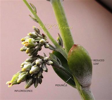   Inflorescence- a part